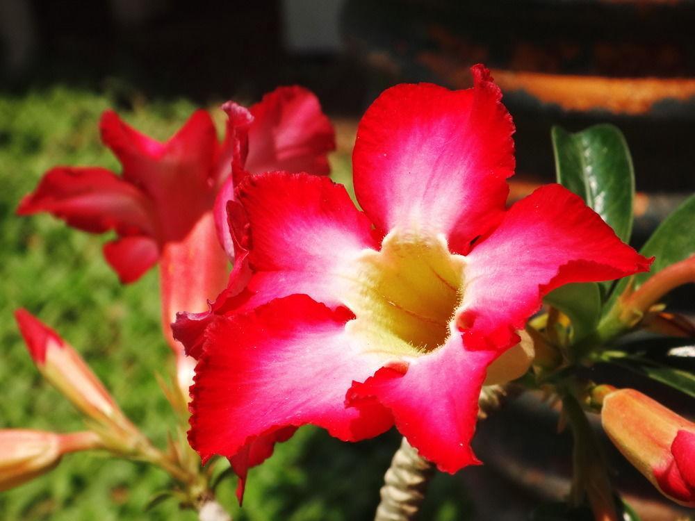 Stay With Me Guest House Chiang Mai Exterior foto