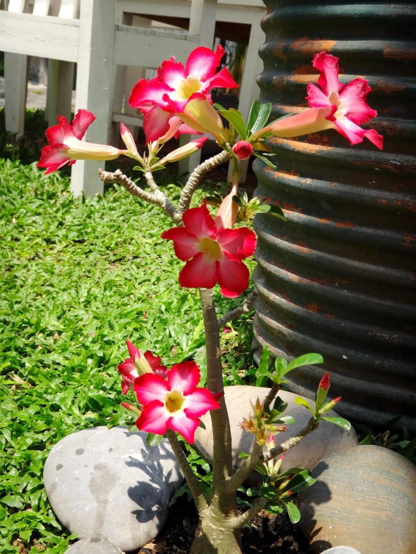 Stay With Me Guest House Chiang Mai Exterior foto
